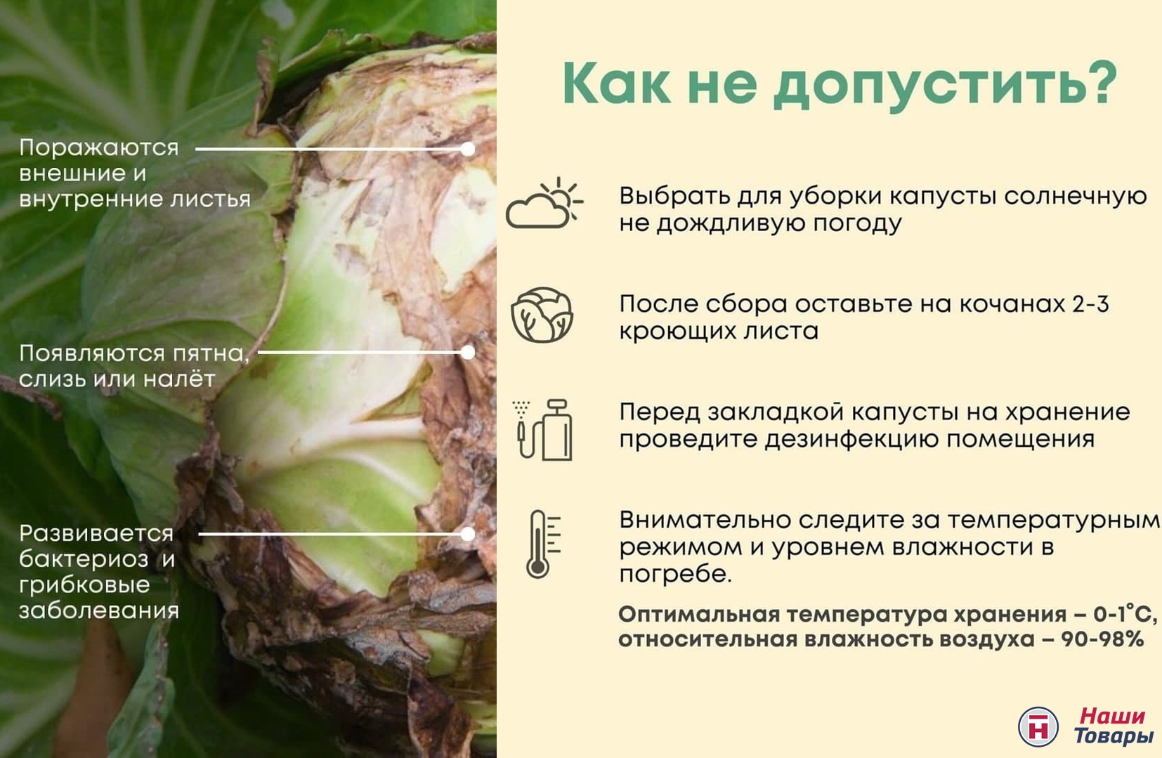 капуста