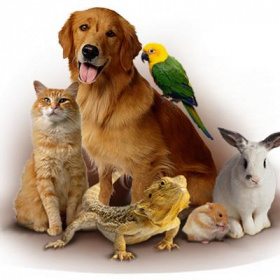 animals400
